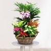 Cesta Plantas Canadá