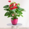 Planta Anthurium