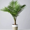 Planta Areca