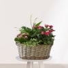 Cesta Rosal